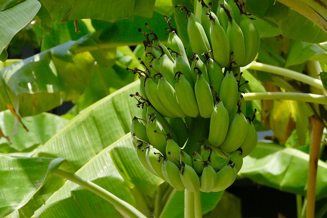 Como Montar Farinha de Banana Verde